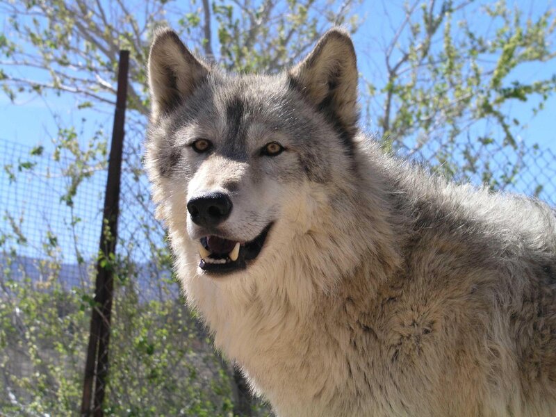 Gray Wolf in Enclosure — Calm