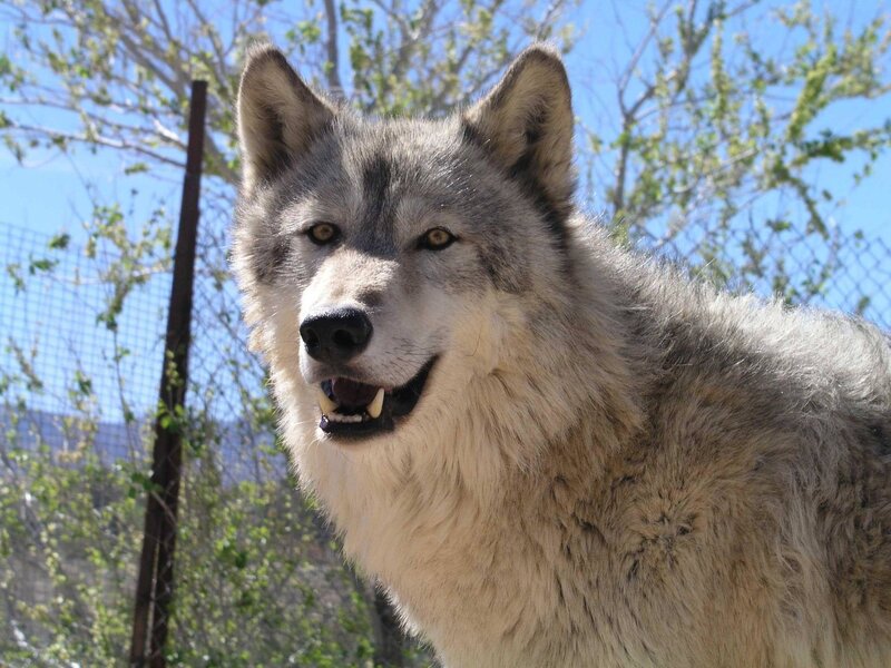 Gray Wolf in Enclosure