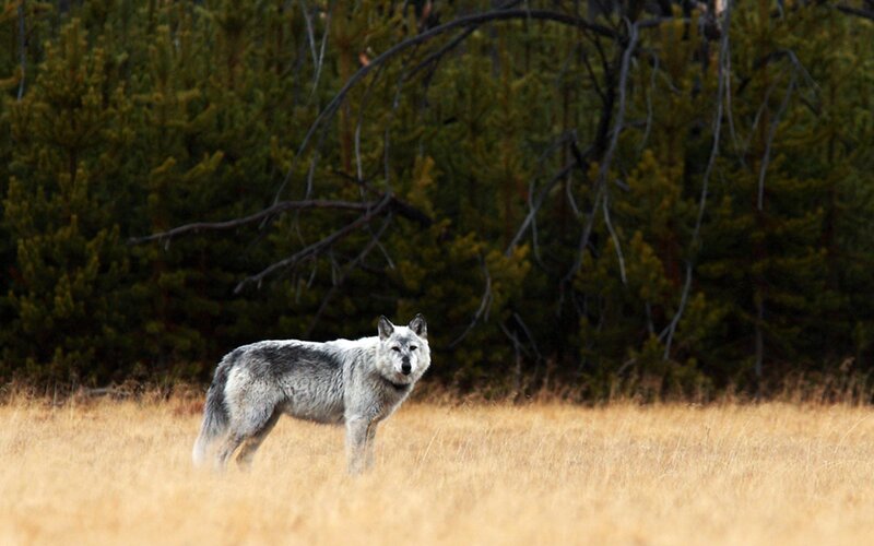 Gray Wolf in Field — Brown, Natural