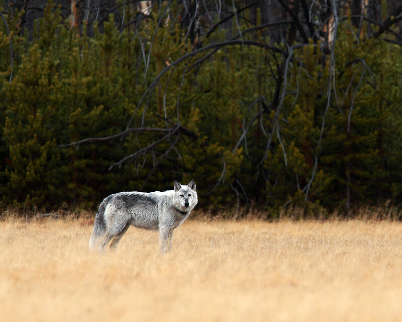 Gray Wolf in Field — Brown