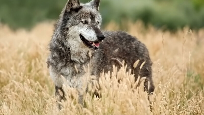 Gray Wolf in Field — Calm, Afternoon