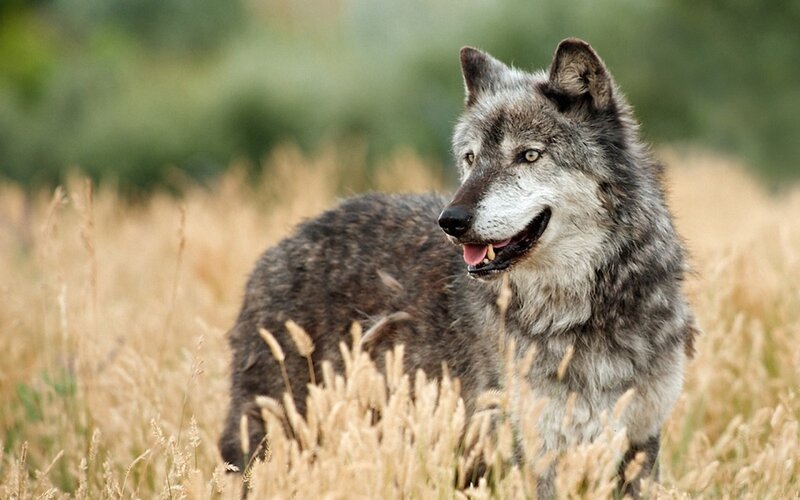 Gray Wolf in Field — Calm