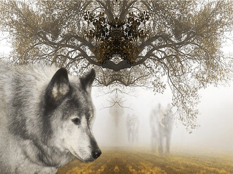 Gray Wolf in Fog
