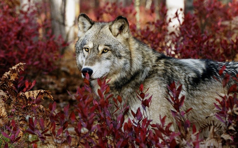 Gray Wolf in Foliage — Alert, Autumn, Photograph