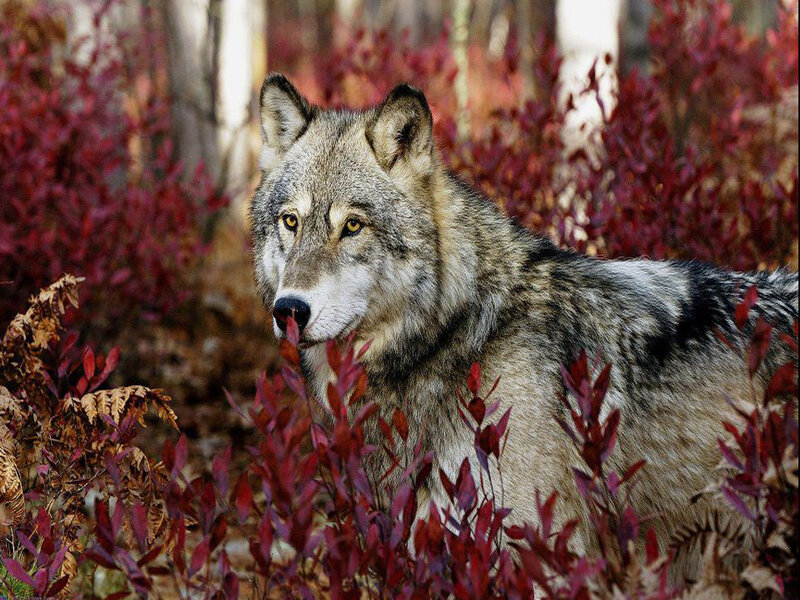 Gray Wolf in Foliage — Alert