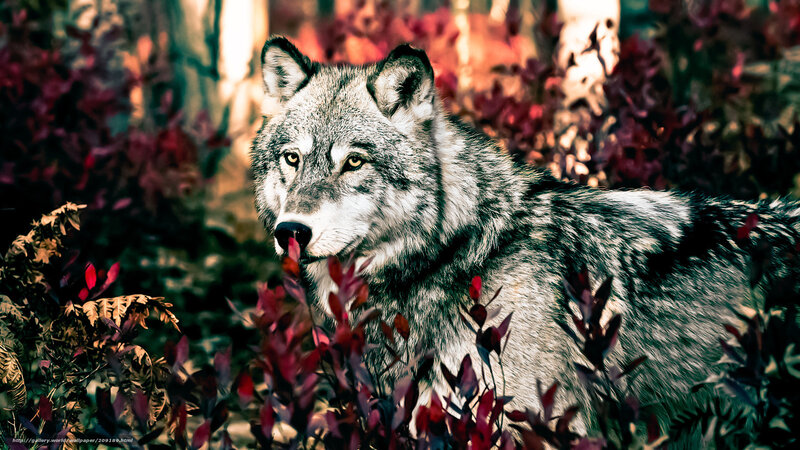 Gray Wolf in Foliage — Dramatic