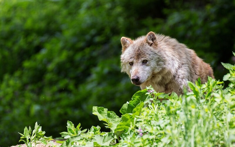 Gray Wolf in Foliage — Green
