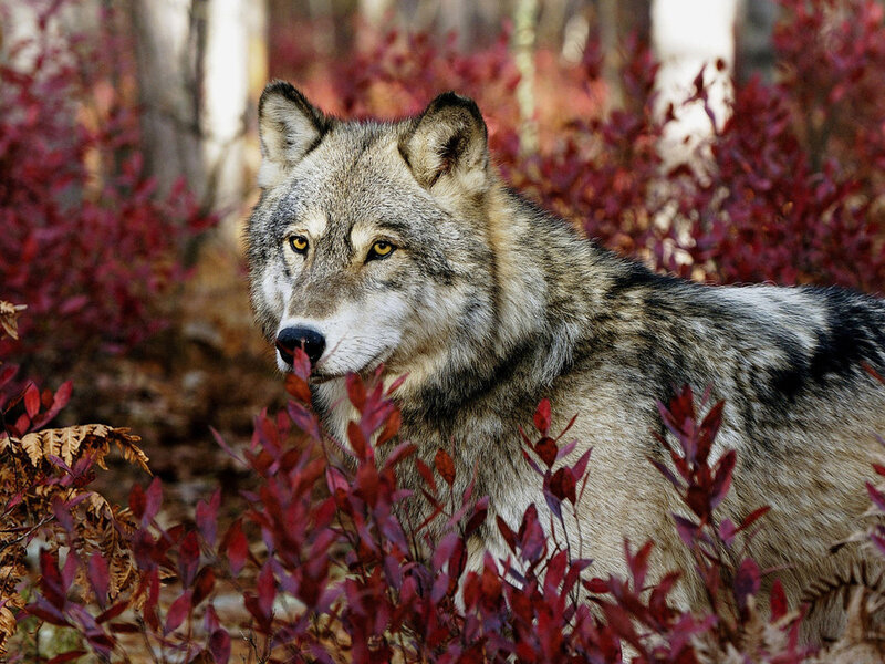 Gray Wolf in Foliage