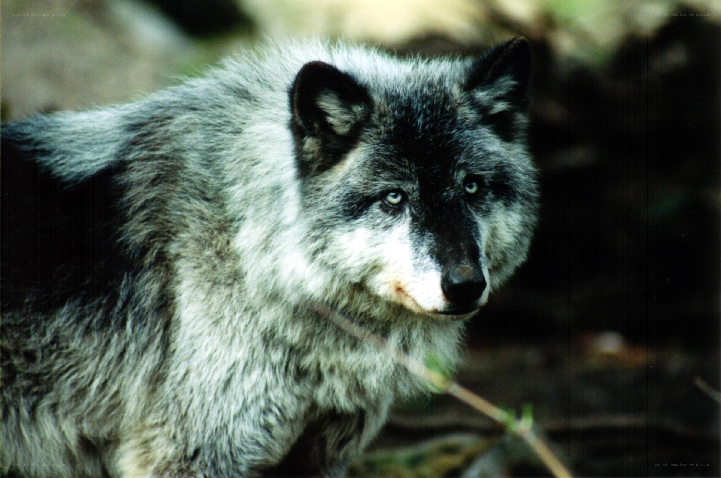 gray wolf in forest