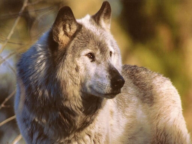 gray wolf in forest