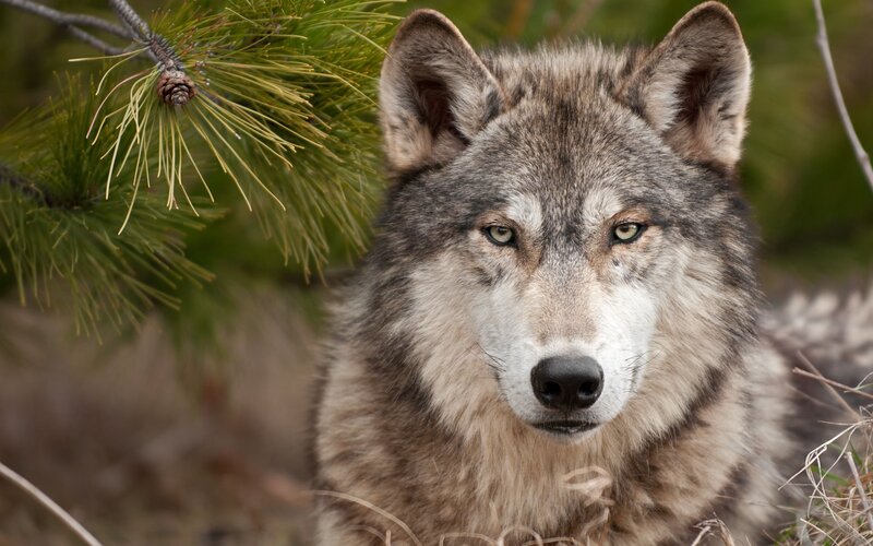 Gray Wolf in Forest — Alert, Afternoon, Photograph, Pine Branch