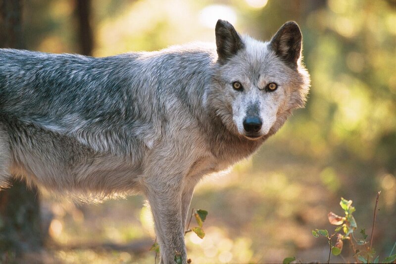 Gray Wolf in Forest — Alert, Afternoon, Photograph, Sunlight