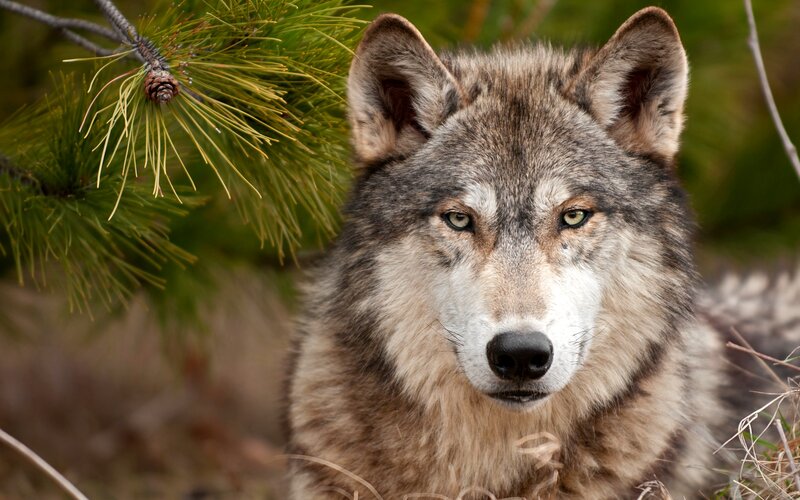Gray Wolf in Forest — Alert, Afternoon, Photograph