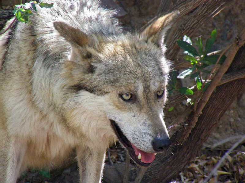 Gray Wolf in Forest — Alert, Afternoon, Photograph, Tree