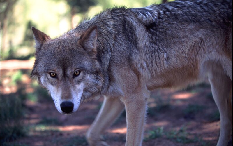 Gray Wolf in Forest — Alert, Afternoon, Photograph, Trees, Ground
