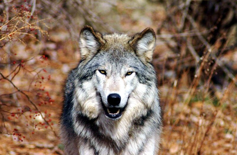 Gray Wolf in Forest — Alert, Autumn, Photograph, Berries