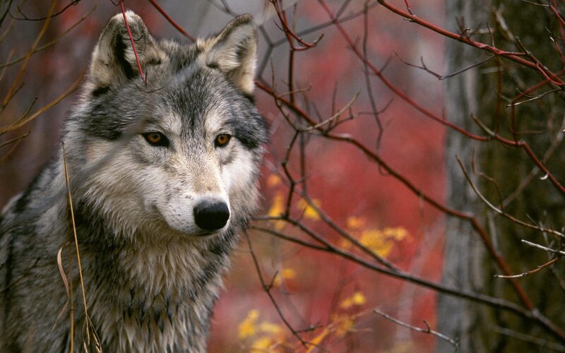 Gray Wolf in Forest — Alert, Autumn, Photograph, Branches, Autumn Leaves