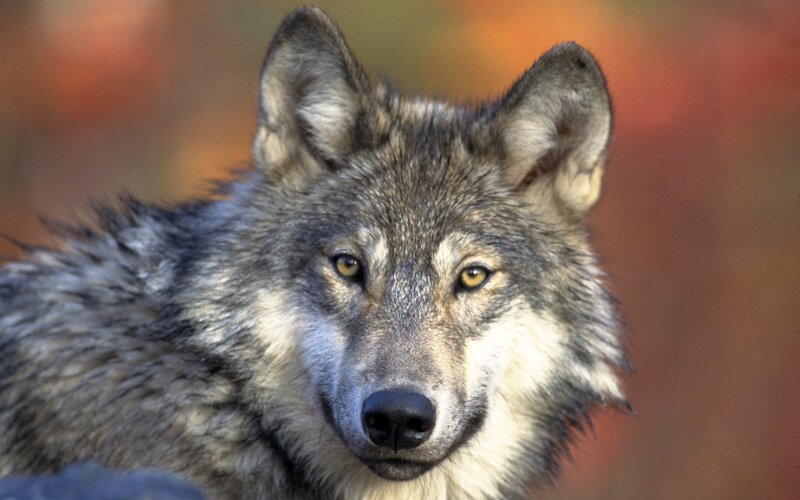 Gray Wolf in Forest — Alert, Autumn, Photograph, Eyes