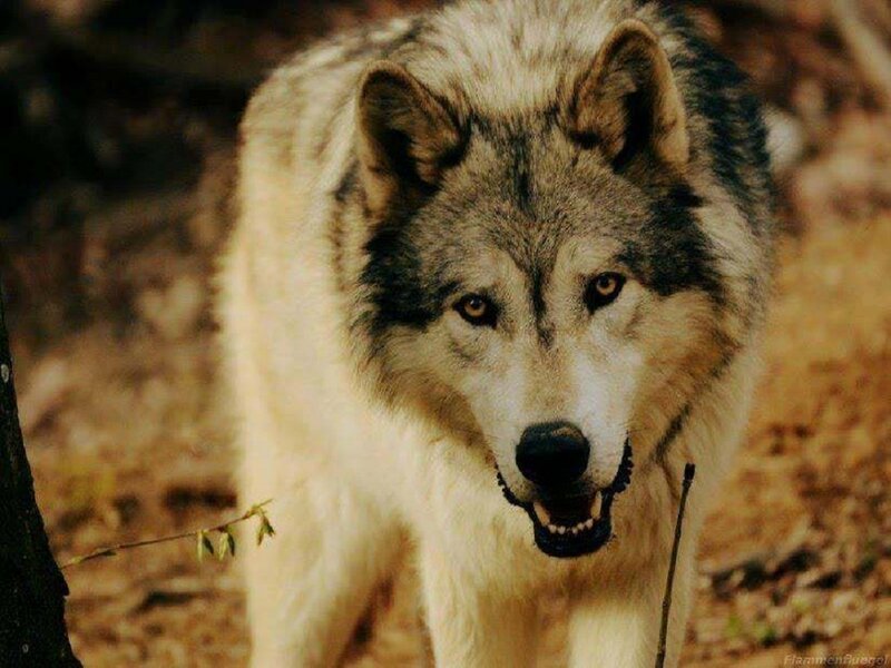 Gray Wolf in Forest — Alert, Autumn, Photograph, Forest Floor