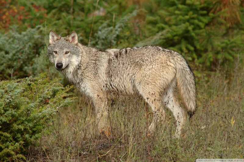 Gray Wolf in Forest — Alert, Autumn, Photograph, Grass, Bushes, Green