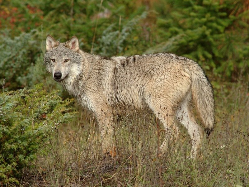 Gray Wolf in Forest — Alert, Autumn, Photograph, Grass, Bushes