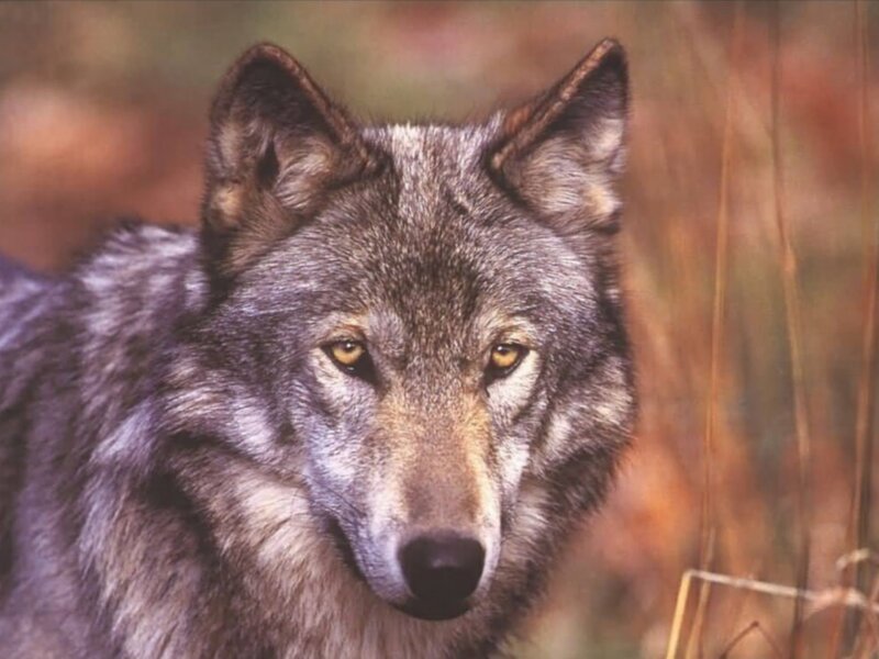 Gray Wolf in Forest — Alert, Autumn, Photograph, Grass