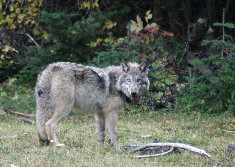 Gray Wolf in Forest — Alert, Autumn, Photograph, Grass, Tree