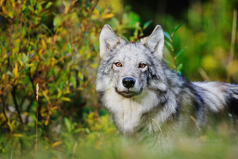 Gray Wolf in Forest — Alert, Autumn, Photograph, Greenery