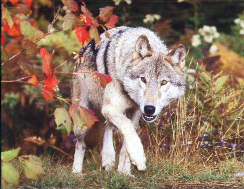Gray Wolf in Forest — Alert, Autumn, Photograph, Leaves, Grass