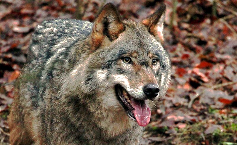 Gray Wolf in Forest — Alert, Autumn, Photograph, Leaves