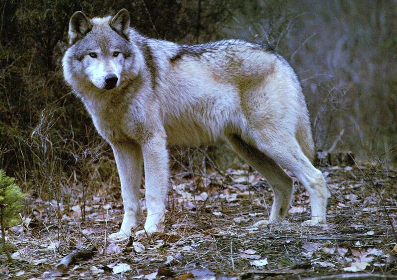 Gray Wolf in Forest — Alert, Autumn, Photograph, Leaves, Trees