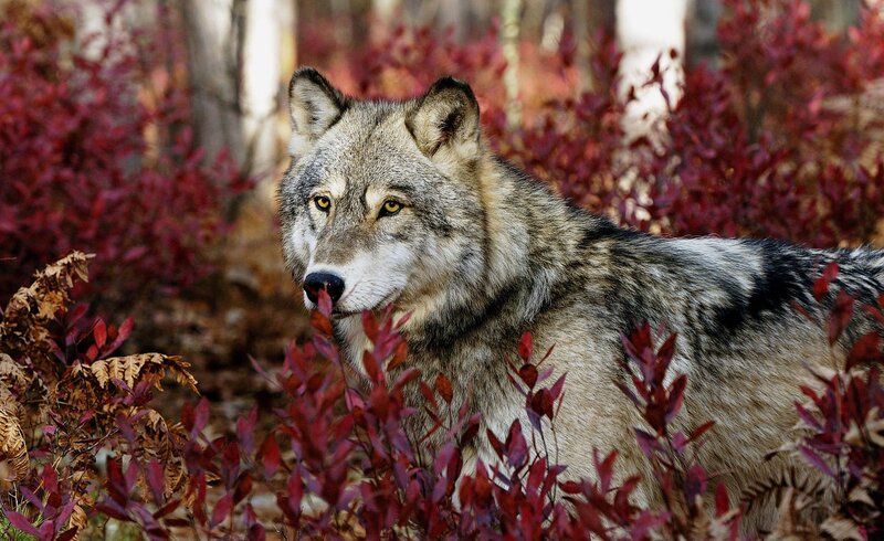 Gray Wolf in Forest — Alert, Autumn, Photograph, Red Bushes