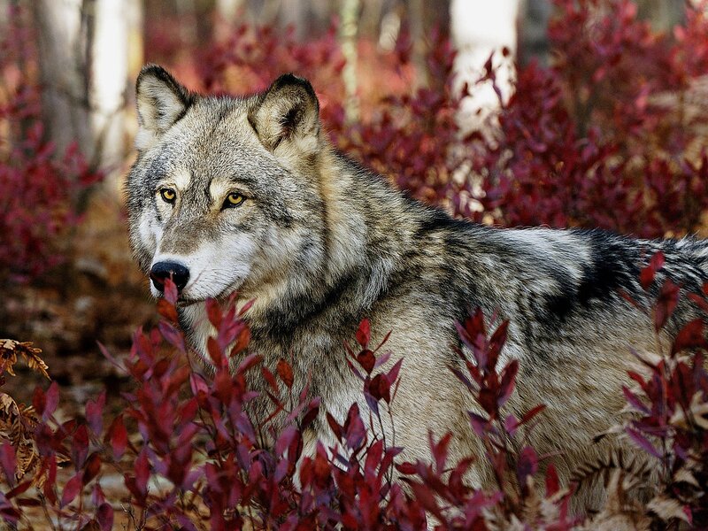 Gray Wolf in Forest — Alert, Autumn, Photograph, Red Leaves