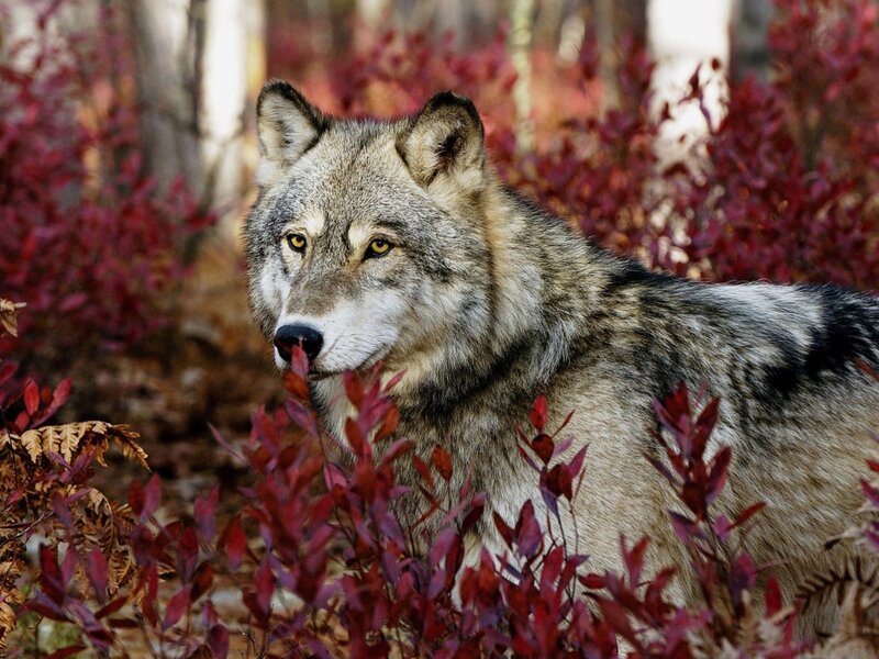 Gray Wolf in Forest — Alert, Autumn, Photograph, Red Leaves, Trees