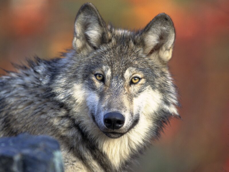 Gray Wolf in Forest — Alert, Autumn, Photograph, Rock, Brown