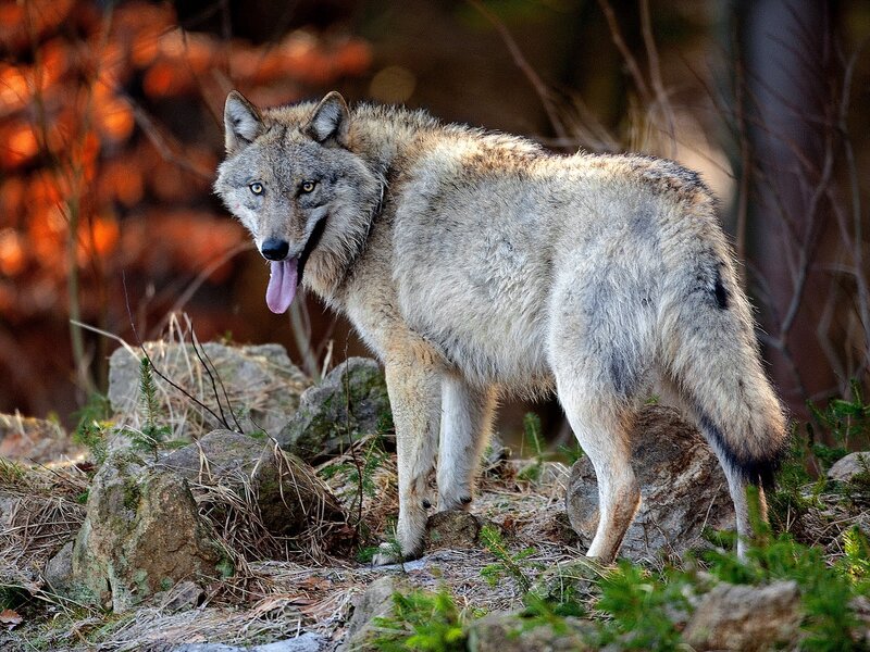Gray Wolf in Forest — Alert, Autumn, Photograph, Rocks