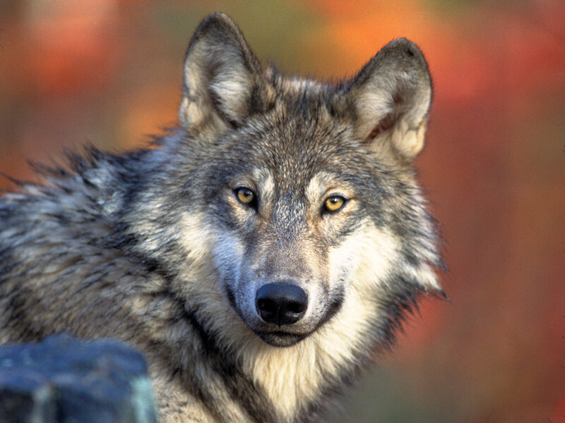 Gray Wolf in Forest — Alert, Autumn, Photograph