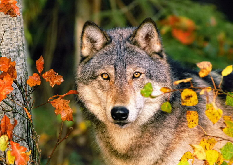 Gray Wolf in Forest — Alert, Autumn, Photograph, Tree, Leaves