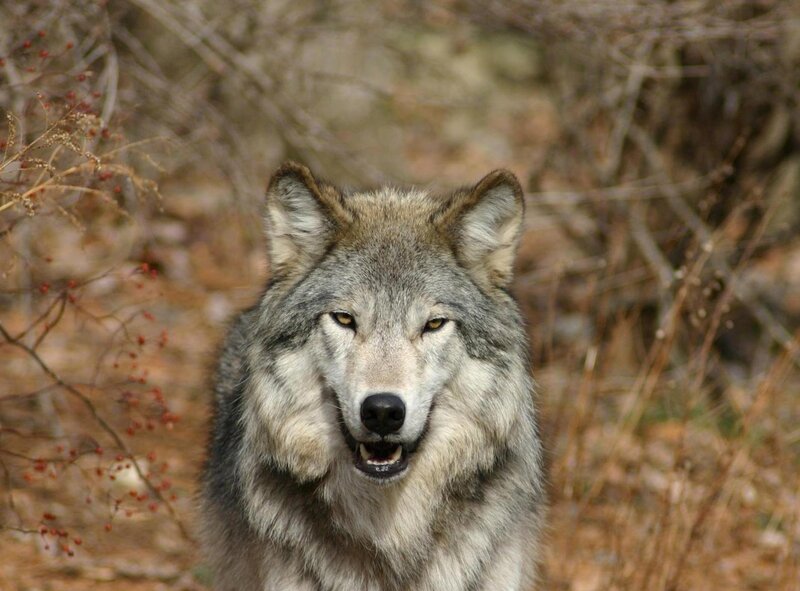 Gray Wolf in Forest — Alert, Autumn, Photograph, Trees, Berries
