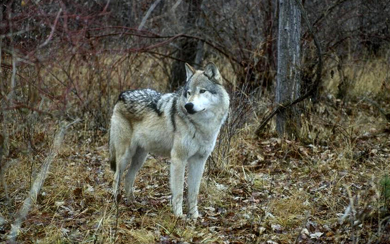 Gray Wolf in Forest — Alert, Autumn, Photograph, Trees, Dry Grass