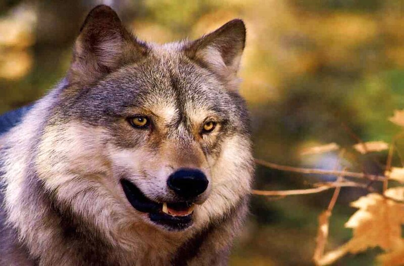 Gray Wolf in Forest — Alert, Autumn, Photograph, Trees, Leaves