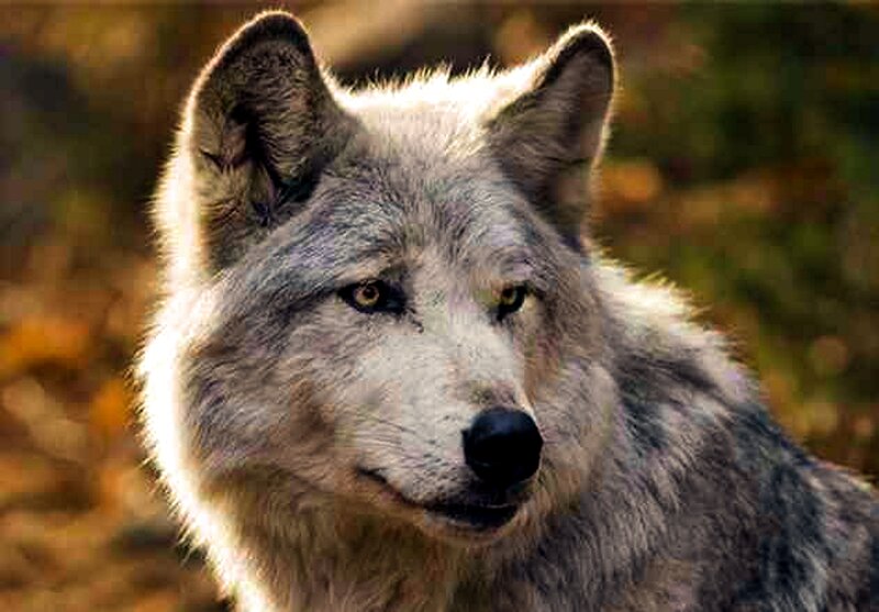 Gray Wolf in Forest — Alert, Autumn, Photograph, Trees