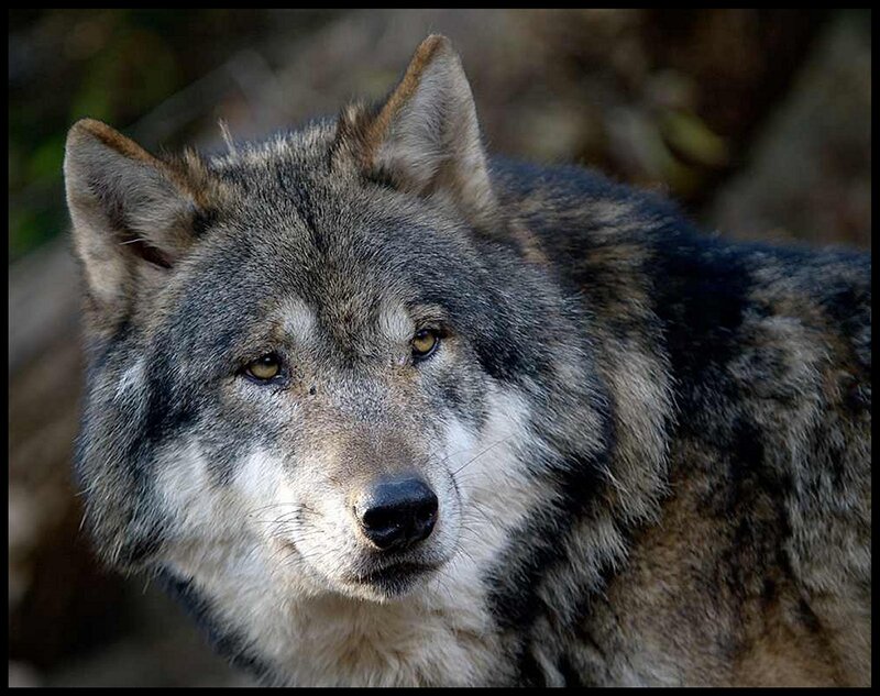 Gray Wolf in Forest — Alert, Photograph, Eyes