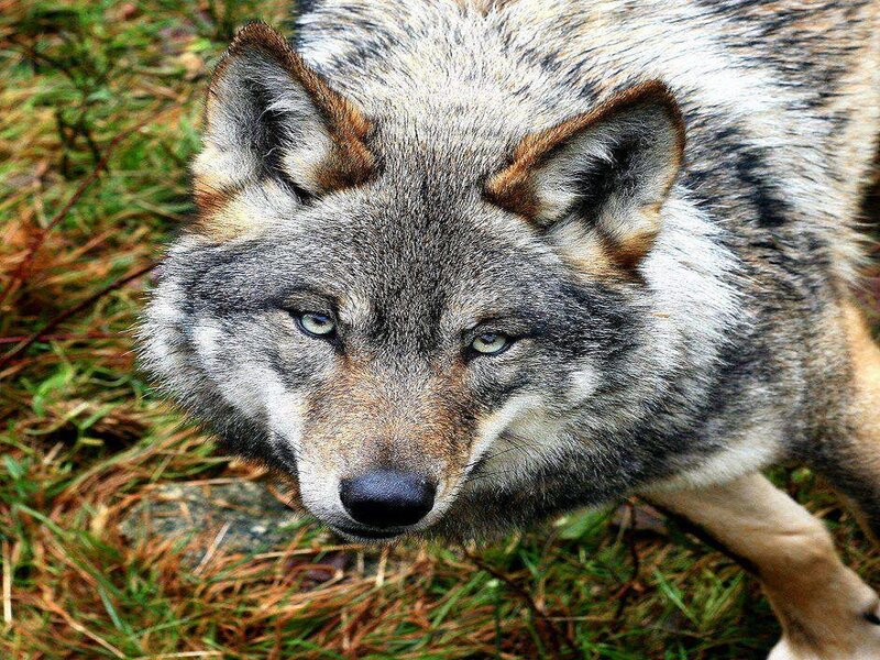 Gray Wolf in Forest — Alert, Photograph, Grass