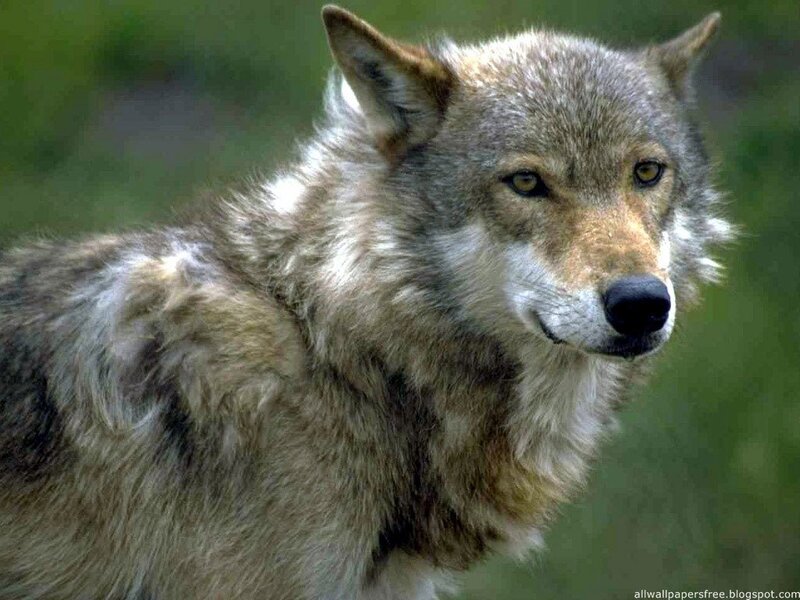 Gray Wolf in Forest — Alert, Photograph, Green Background