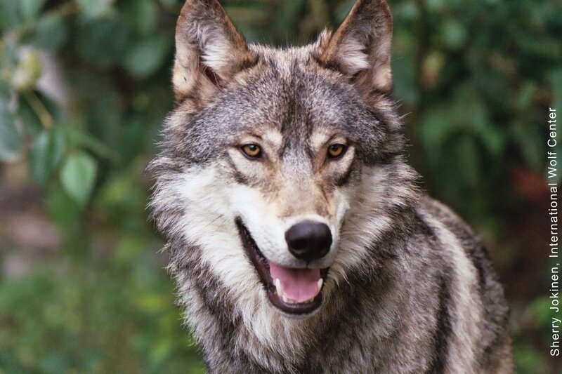 Gray Wolf in Forest — Alert, Photograph, Green Foliage