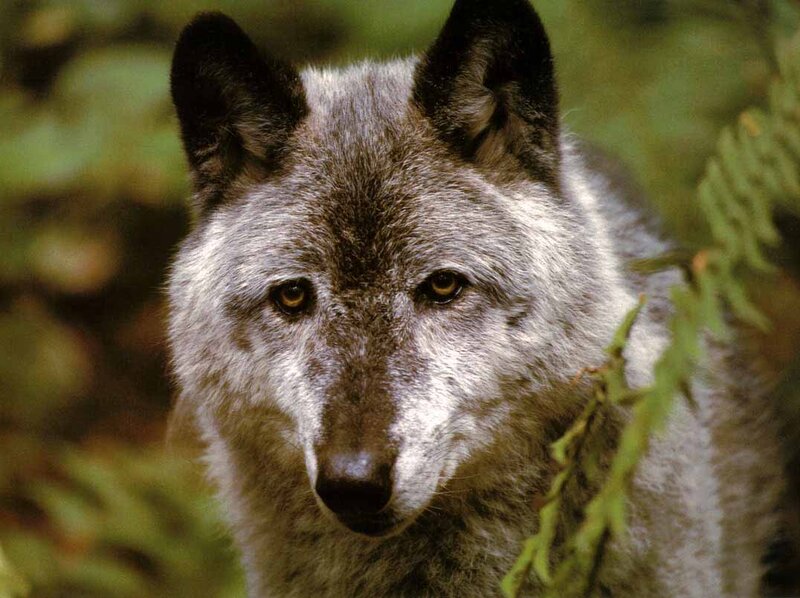 Gray Wolf in Forest — Alert, Photograph, Leaves