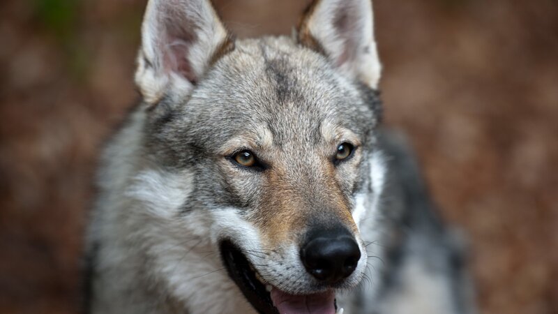 Gray Wolf in Forest — Alert, Photograph, Open Mouth