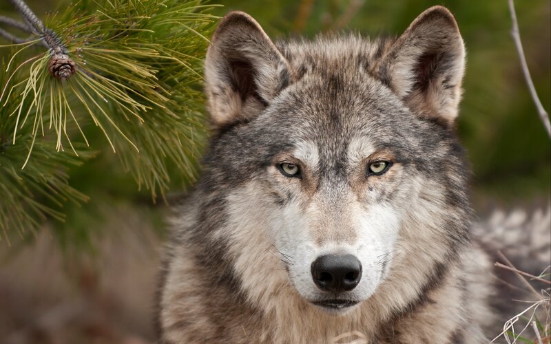 Gray Wolf in Forest — Alert, Photograph, Pine Branch, Pine Cone, Green