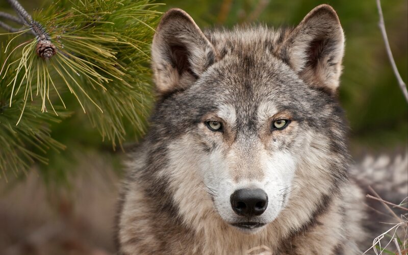 Gray Wolf in Forest — Alert, Photograph, Pine Branch, Pine Cone